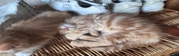 Munchkin cats for sale: Ginger kittens munchkin cross in Robertsbridge - Advert 5
