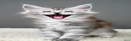 Maine Coon cats for sale: Black Smoke undercoat kittens  - Advert 28