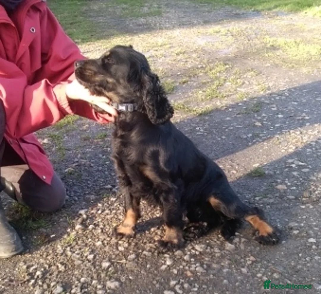 Cocker Spaniel dogs for sale: Cocker Spaniel Show Puppies Homebred Licenced - Advert 6
