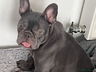 French Bulldog dogs Free to very good home - Advert 1