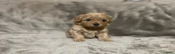 Shihpoo dogs for sale: 5 x female F1b Shihpoo pups - Advert 10