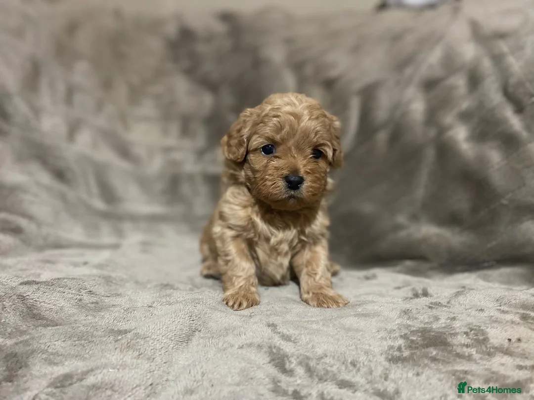Shihpoo dogs for sale: 5 x female F1b Shihpoo pups - Advert 10