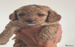 Cockapoo dogs for sale: F1b Cockapoos - Image 10