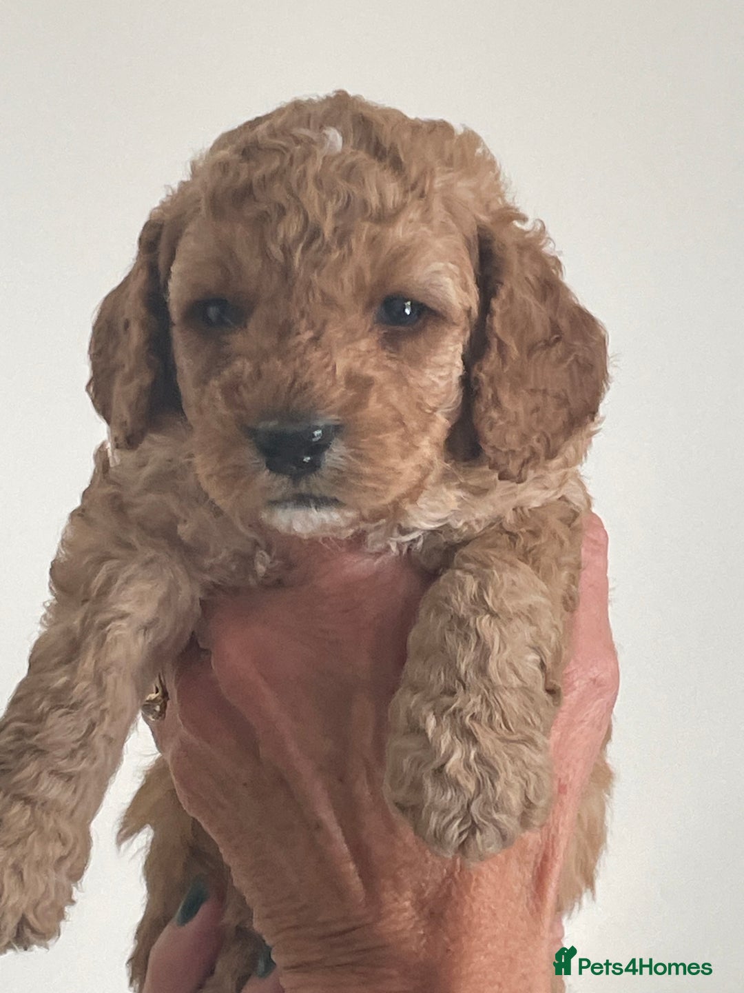 Cockapoo dogs for sale: F1b Cockapoos - Image 10