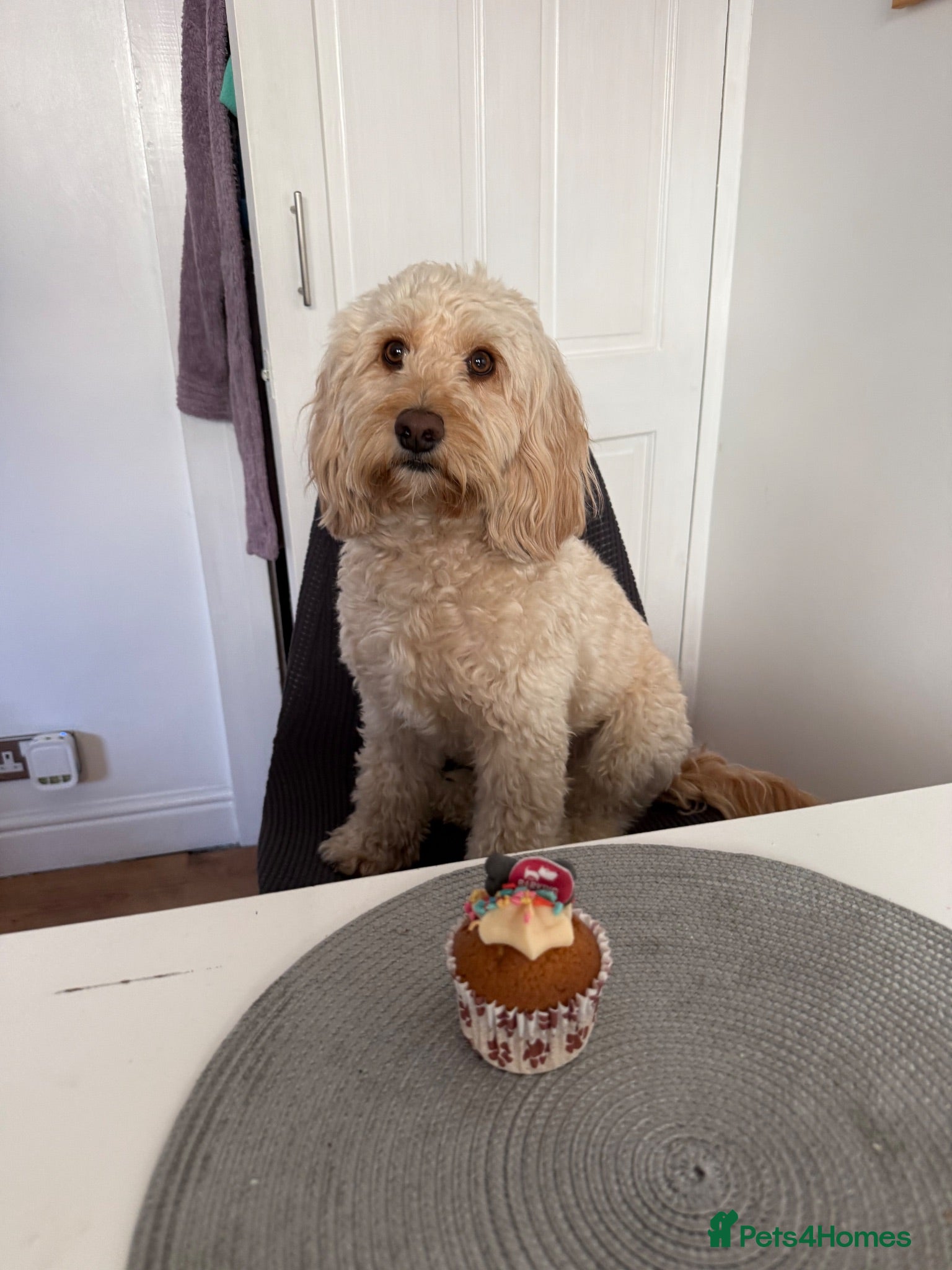 Cockapoo dogs Handsome Cockapoo Stud – Ringo - Advert 1