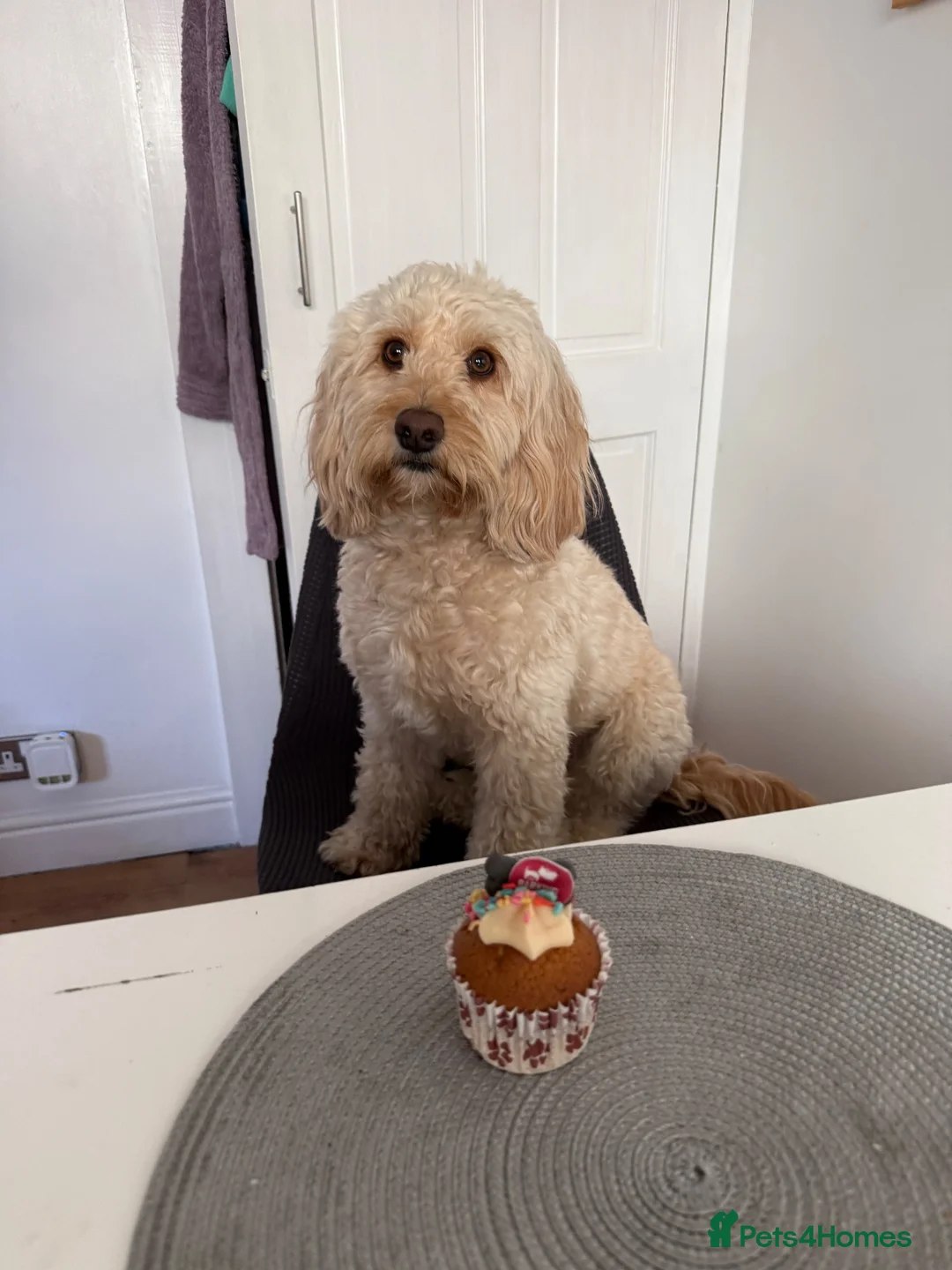 Cockapoo dogs for stud: Handsome Cockapoo Stud – Ringo - Advert 1