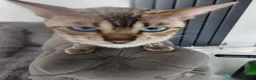 Bengal cats for sale: - Bengal Cross Kittens — Ready for New Homes in Chesham - Advert 9