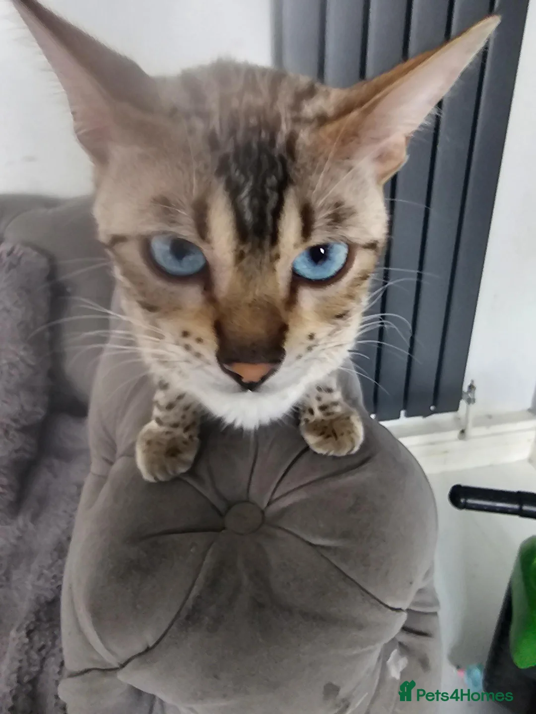 Bengal cats for sale: - Bengal Cross Kittens — Ready for New Homes in Chesham - Advert 9