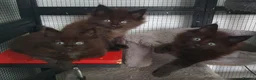 Maine Coon cats for sale: STUNNING MAIN COONS - Advert 1