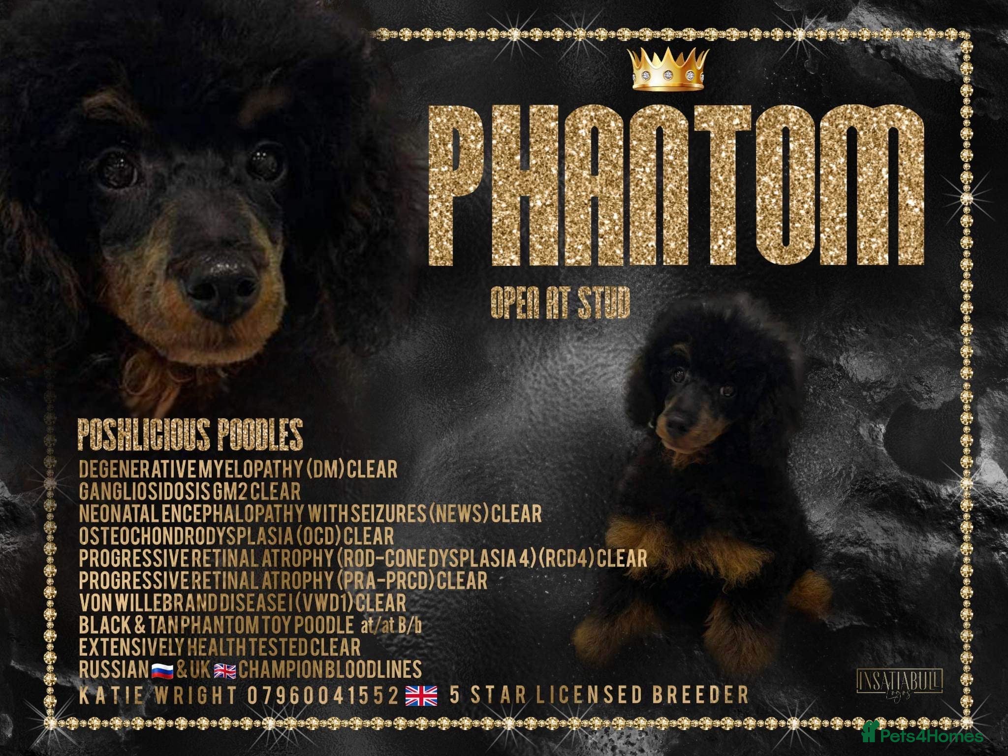 Toy Poodle dogs PHANTOM TOY POODLE AVAILABLE AT STUD in Grays - Advert 11