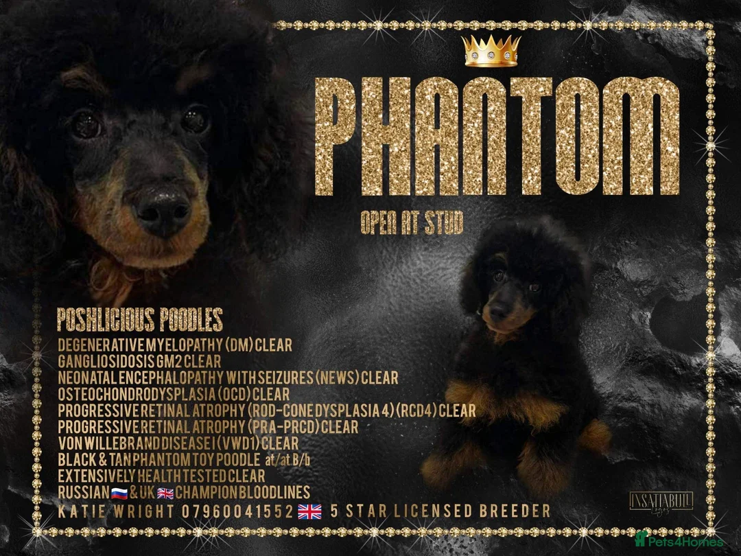 Toy Poodle dogs for stud: PHANTOM TOY POODLE AVAILABLE AT STUD in Grays - Advert 1