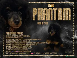 Toy Poodle dogs PHANTOM TOY POODLE AVAILABLE AT STUD in Grays - Advert 21
