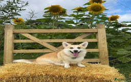 Welsh Corgi Pembroke dogs for sale: Show Quality puppies - Image 28
