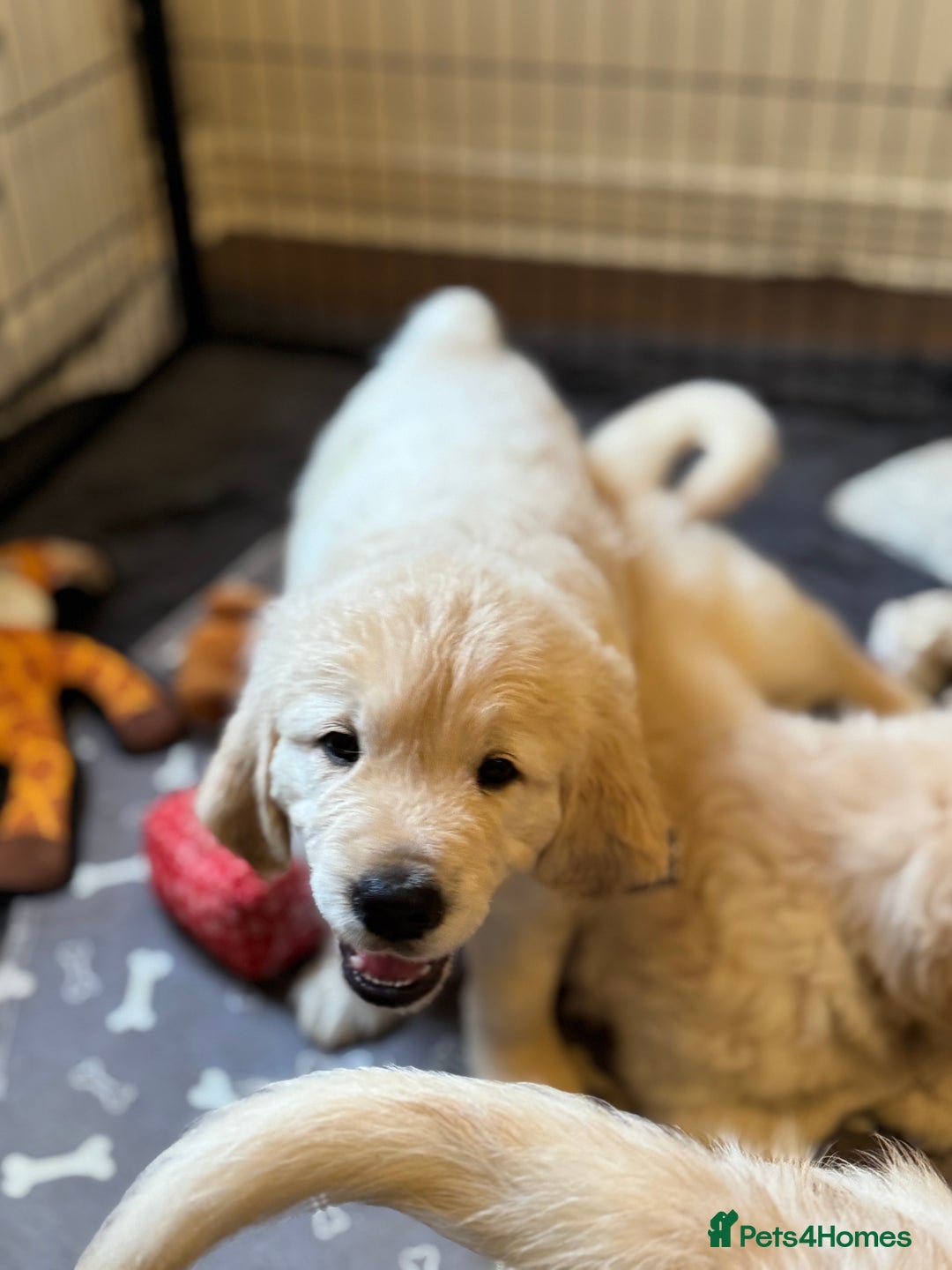 Golden Retriever dogs for sale: Beautiful Golden Retriever puppies KC - Advert 16