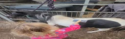 Shetland pony horses for sale: Piebald Minature shetland colt  - Advert 8