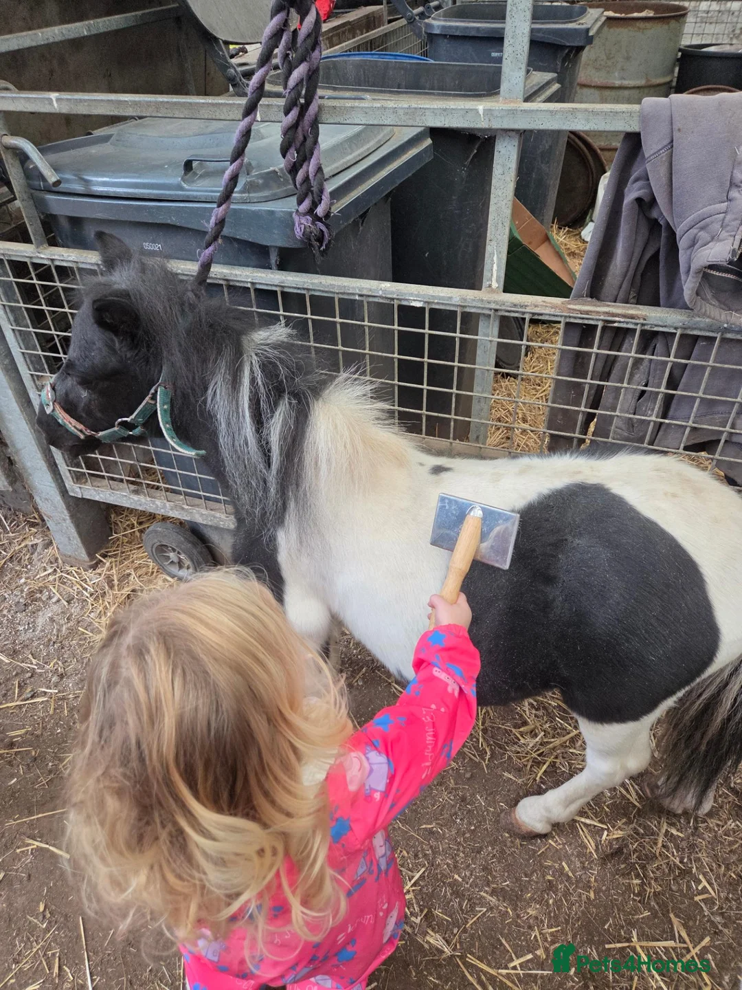 Shetland pony horses for sale: Piebald Minature shetland colt  - Advert 8
