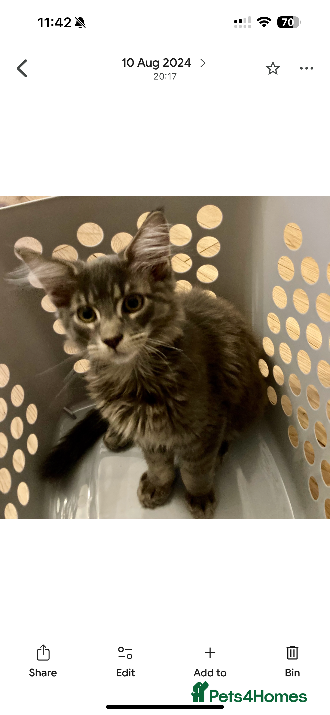 Maine Coon cats Tica maine coon kittens  - Advert 5