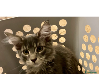 Maine Coon cats Tica maine coon kittens - Advert 5