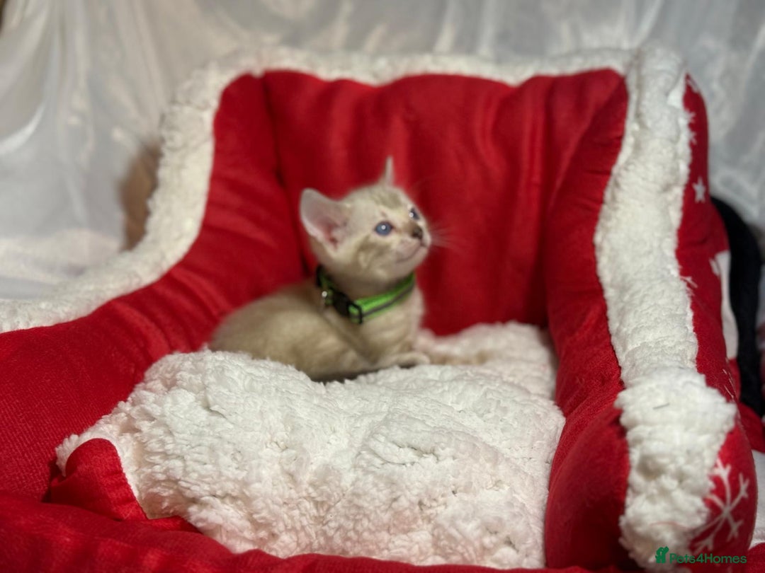 Bengal cats for sale: Bonnies Bengals  - Advert 10