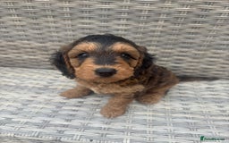Cockapoo dogs for sale: 🐾 Gorgeous cockapoo puppies🐾 - Image 12