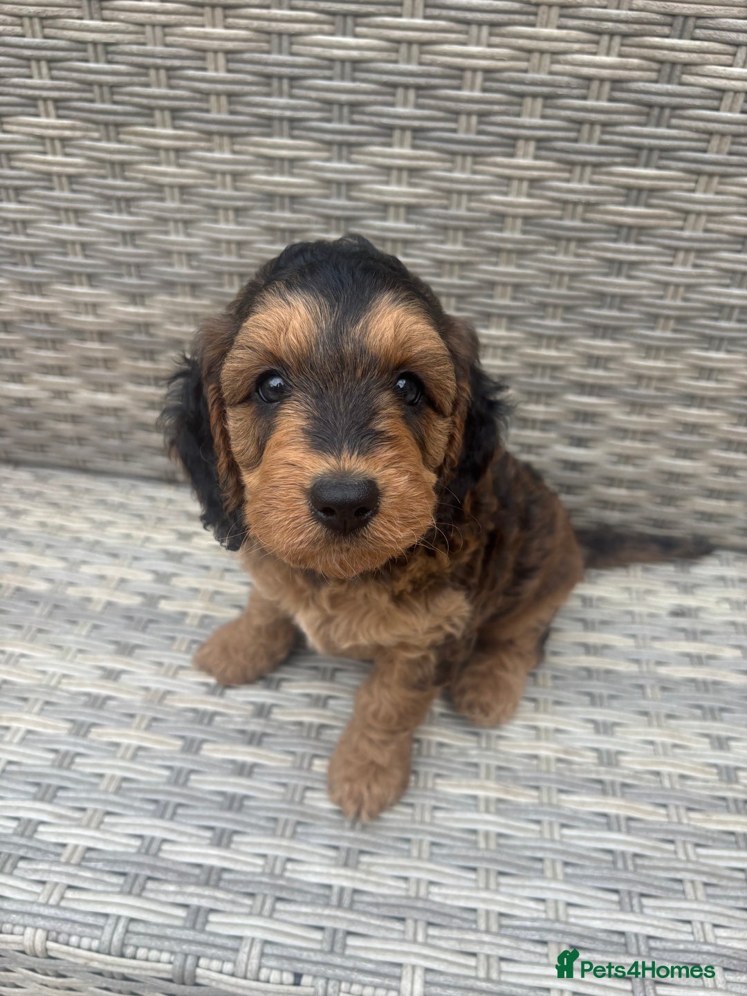 Cockapoo dogs for sale: 🐾 Gorgeous cockapoo puppies🐾 - Image 12