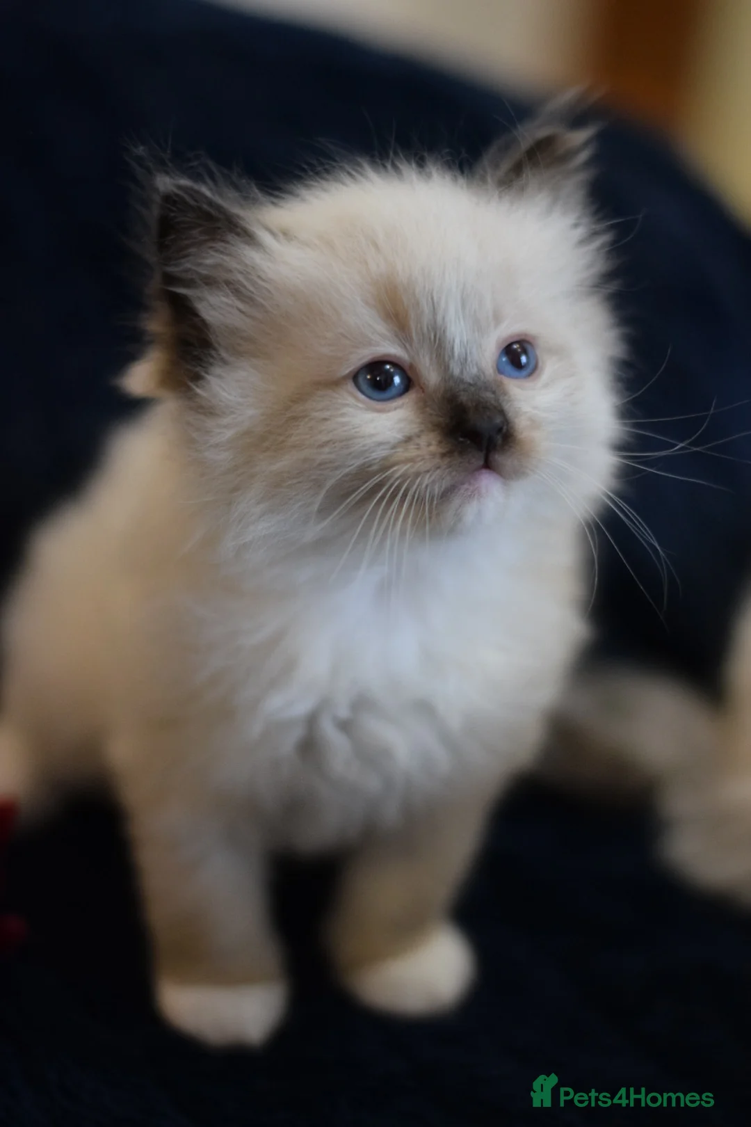 Ragdoll cats for sale: Adorable Ragdoll Kittens Looking for Forever Homes - Advert 6