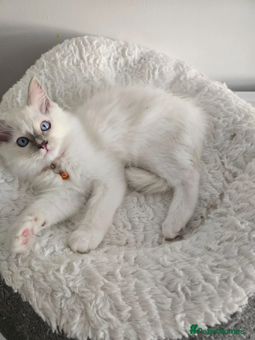 Ragdoll cats for sale: Ragdoll boy in Clydebank - Advert 4