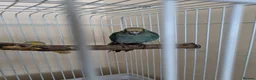 Parrots birds for sale: Blue male kakariki, cage available at cost. - Advert 5