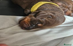 Dobermann dogs for sale: Doberman Puppies For Sale with FREE pet insurance - Image 6
