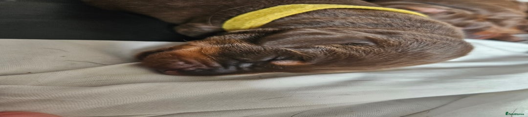 Dobermann Puppy 11
