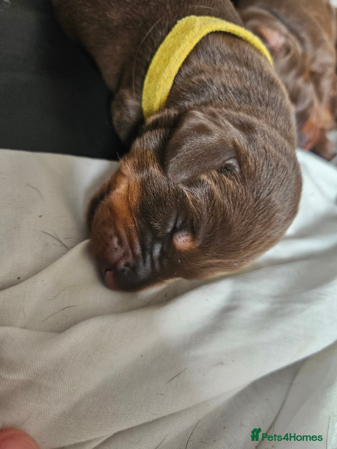 Dobermann dogs for sale: Doberman Puppies For Sale with FREE pet insurance - Image 6