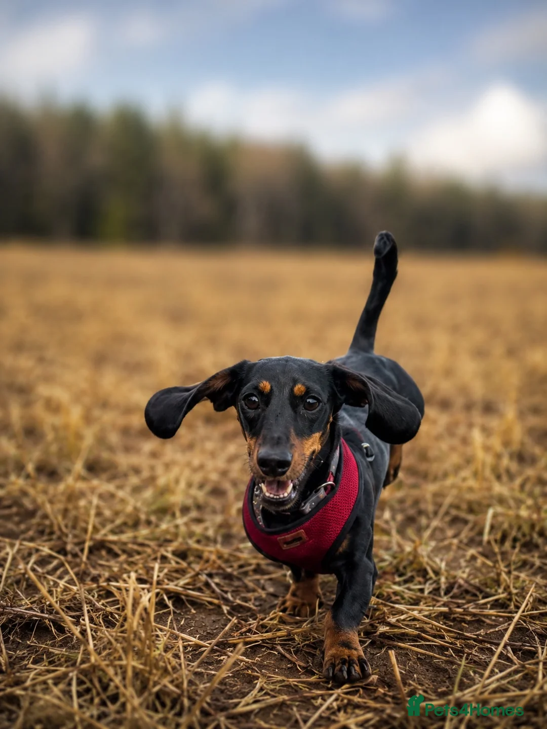 Dachshund dogs for stud: Black and Tan for stud  - Advert 1