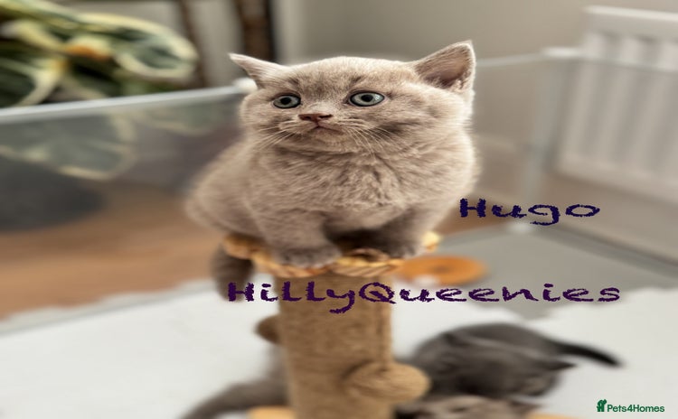 British Shorthair cats - Advert 3