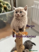 British Shorthair cats - Advert 9
