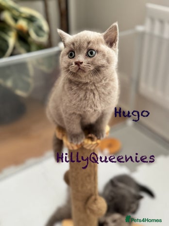 British Shorthair cats - Advert 3