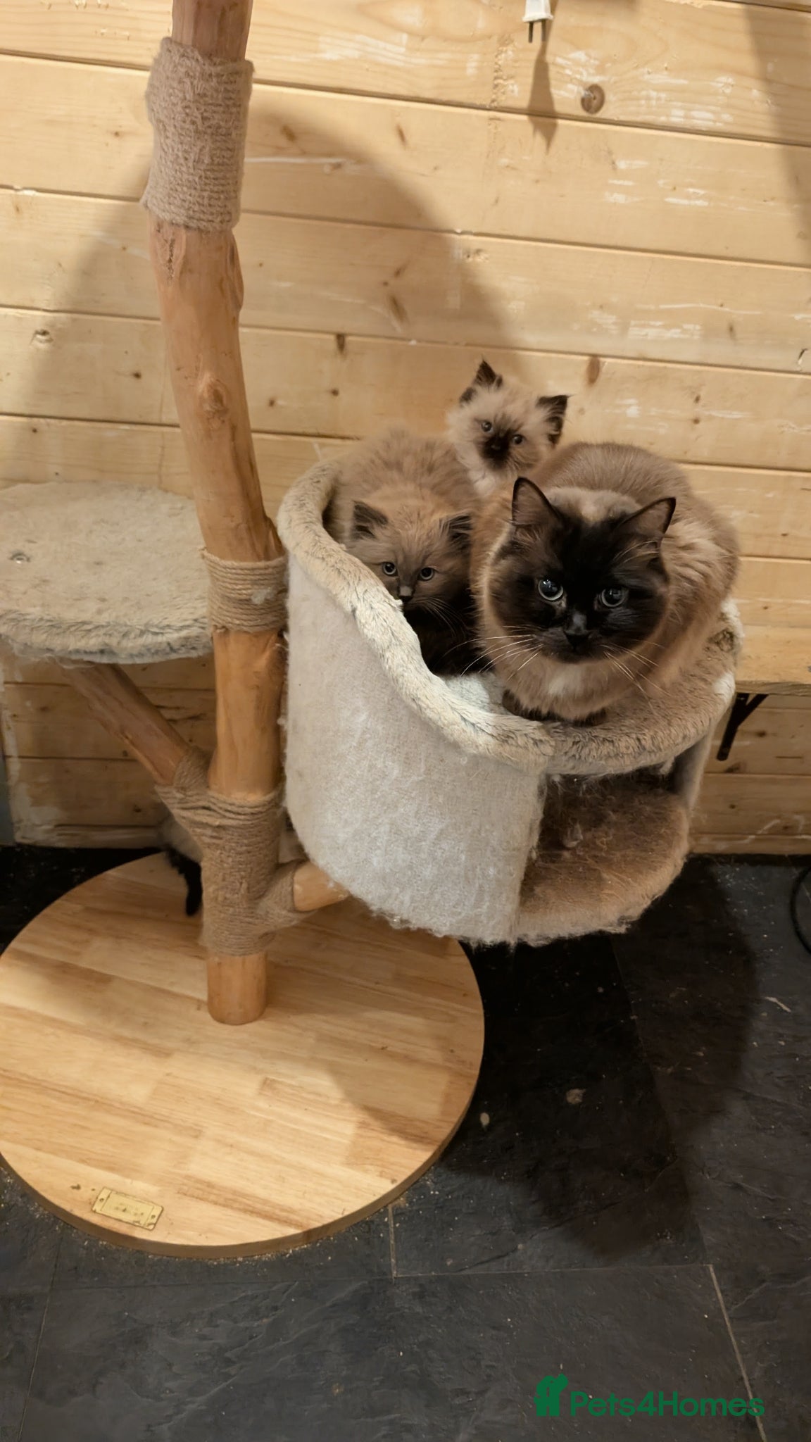 Ragdoll cats for sale: Ragdoll kittens - Advert 14