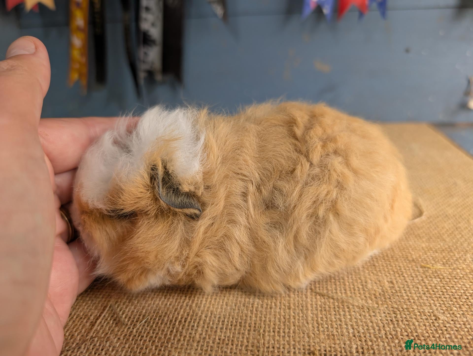 Guinea Pig rodents Baby swiss boars  - Advert 15
