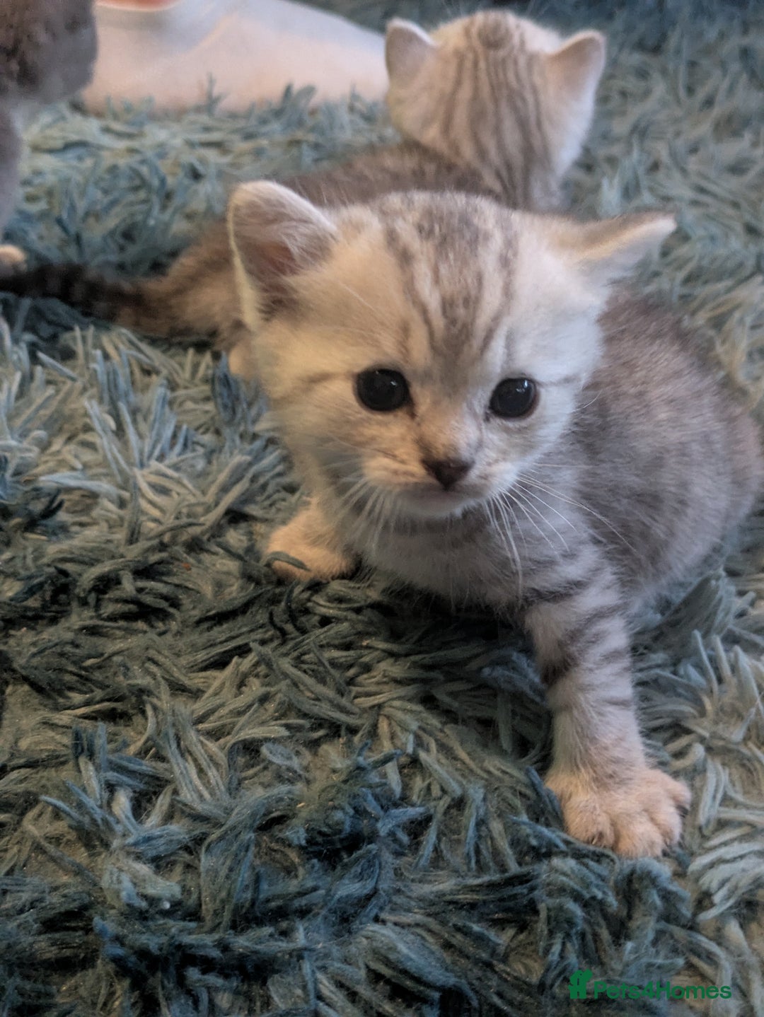 Mixed Breed cats for sale: Stunning British Shorthair cross Ragdoll Girl  - Image 10