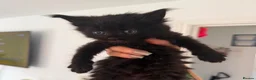 Maine Coon cats for sale: Maine Coon Cuties - Advert 5