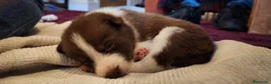 Border Collie Puppy 2