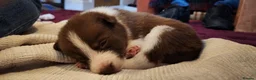 Border Collie dogs for sale: Beautiful Border Collie Puppies - Advert 32