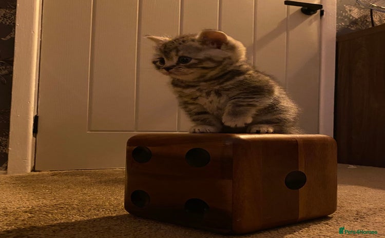 British Shorthair cats - Advert 8