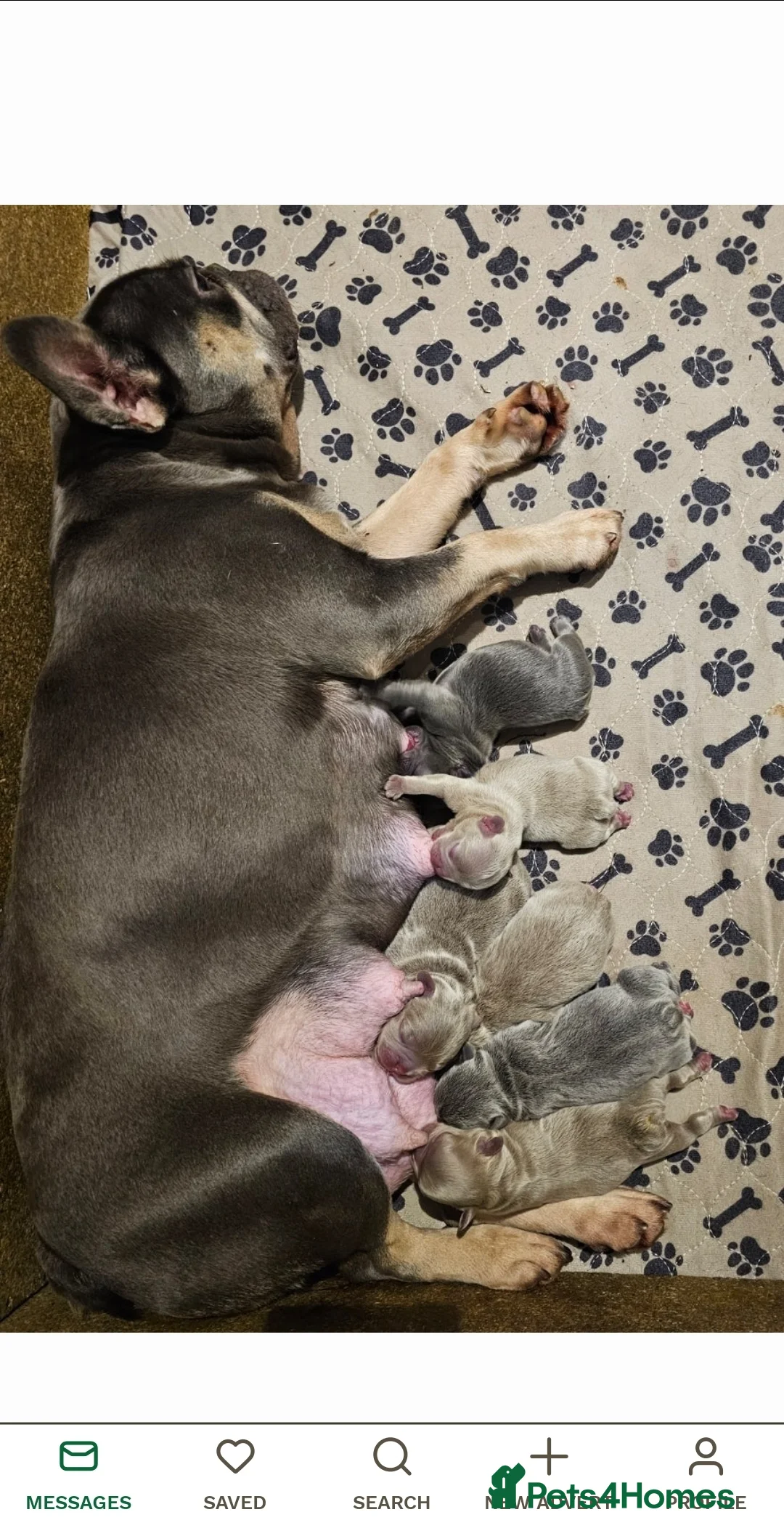 French Bulldog dogs for stud: Lilac and tan carrying cream, testable & fluffy in Motherwell - Advert 28