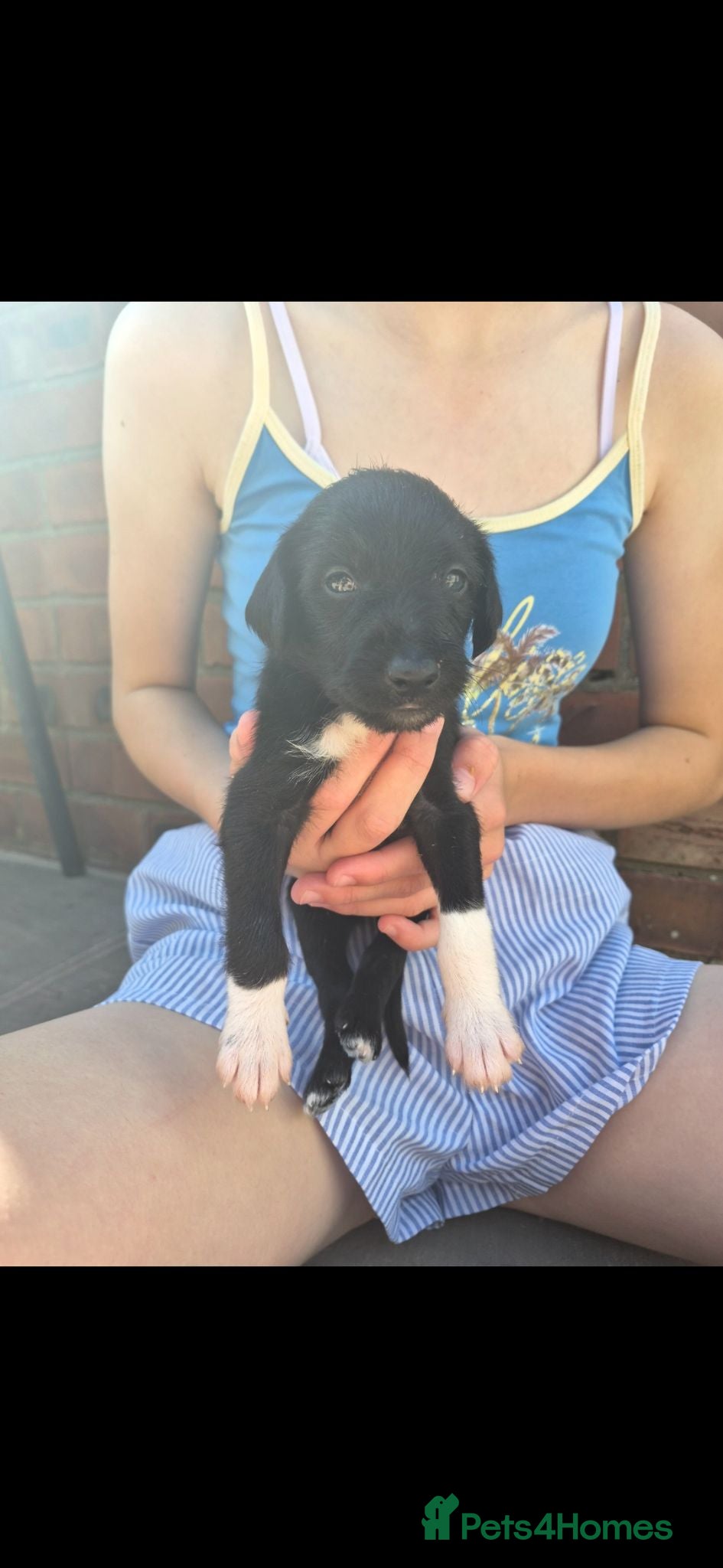 Mixed Breed dogs F1 Bedlington x whippet pups first cross  - Advert 18