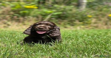 Cocker Spaniel dogs - Advert 9