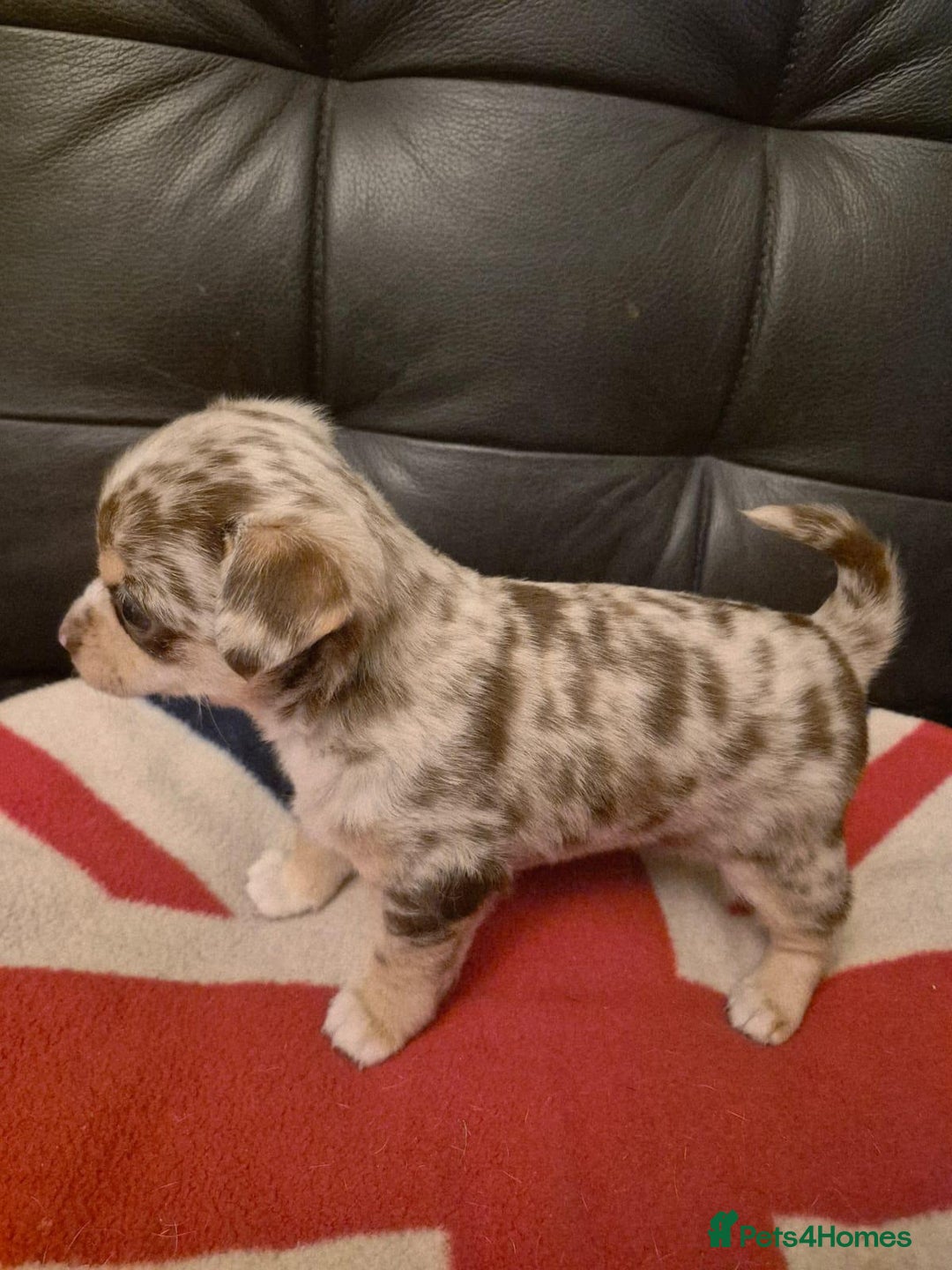 Chihuahua dogs for sale: Two amazing boys - Advert 4