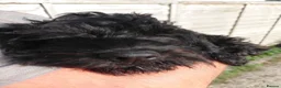 Cockapoo dogs for sale: Fabulously Fluffy Cockalier-a-Poo Puppies - Advert 9