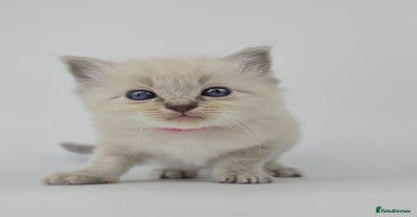 Ragdoll cats - Advert 8