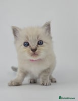 Ragdoll cats - Advert 15