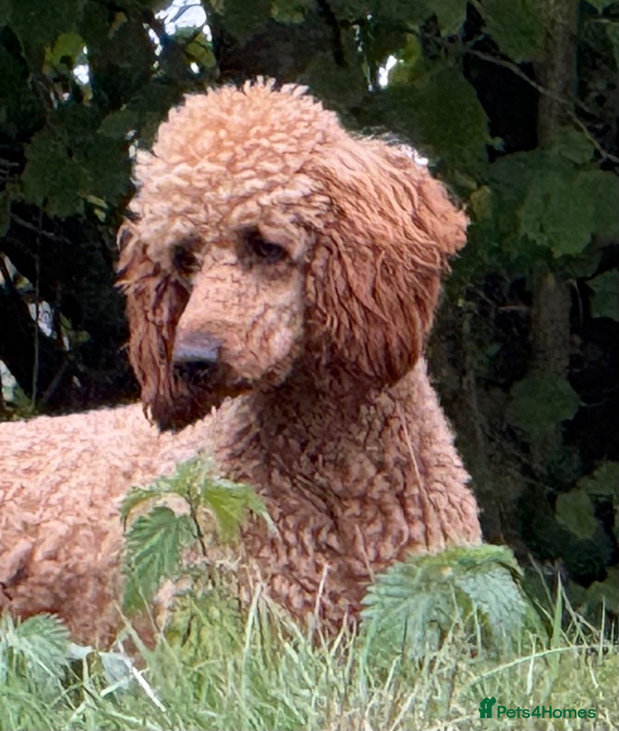 Miniature Poodle dogs STUNNING MINIATURE POODLE AVAILABLE FOR STUD - Advert 2
